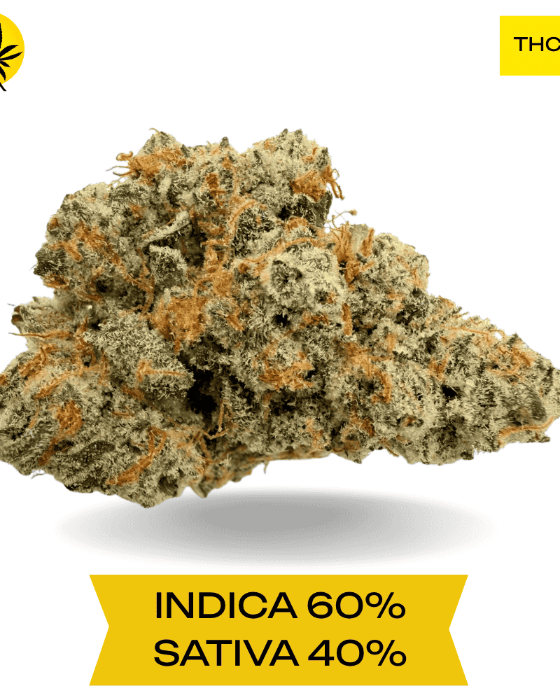 Animal Sherbet AAAA+