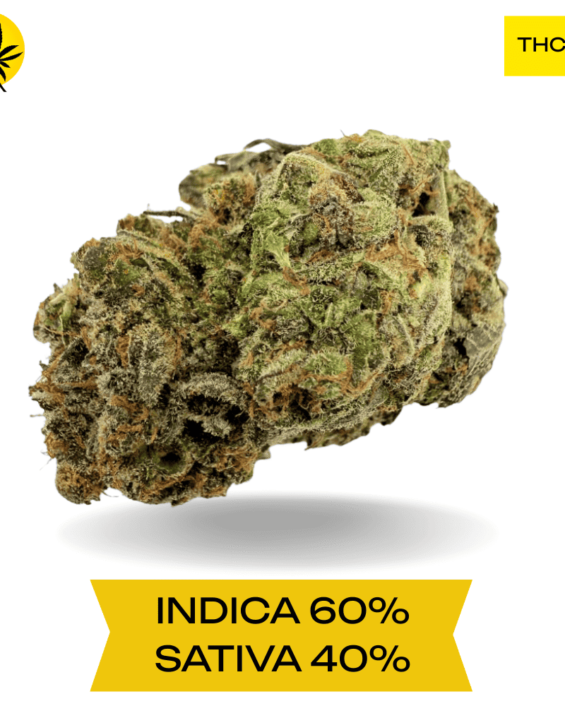 Vanilla Cream Pie AAAA+